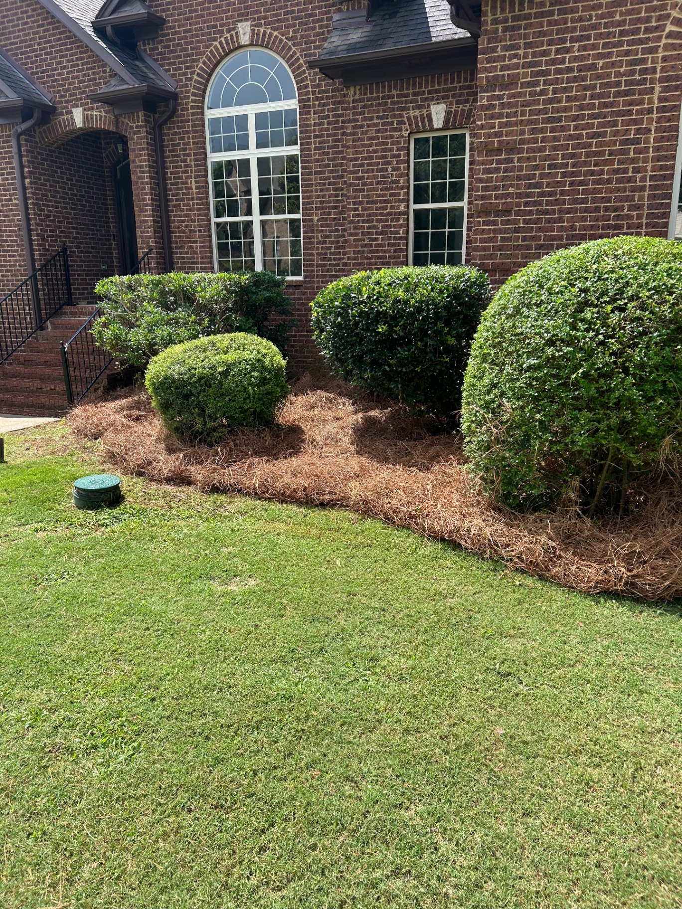 Freshly trimmed hedges with crisp pine straw beds