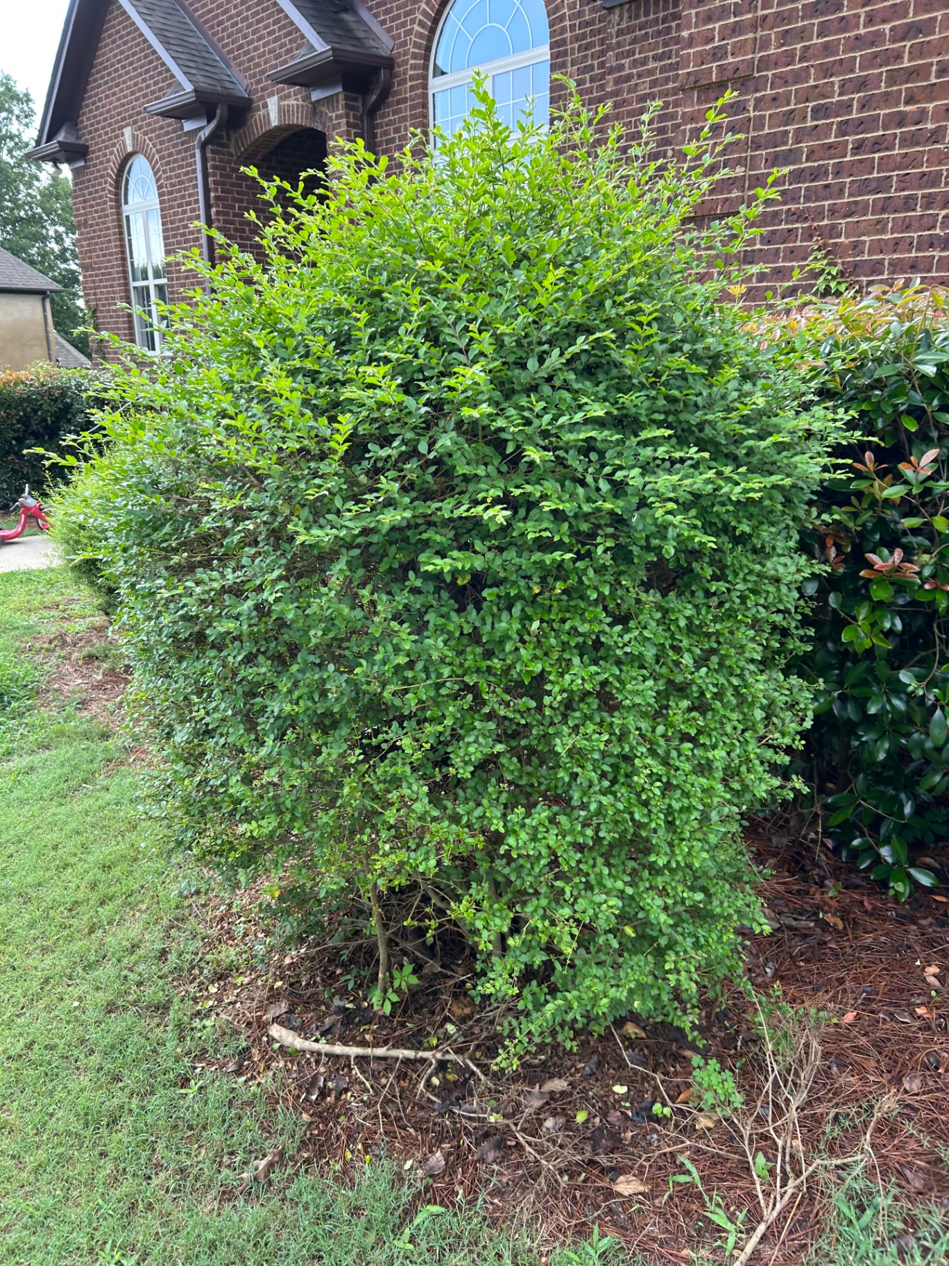 Before: overgrown shrubs ready for a reshape